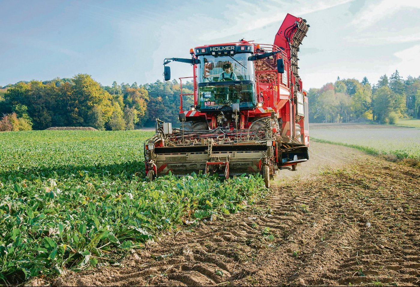 Die Rübenernte steht vor der Türe: In Aarberg BE beginnt die Kampagne am 24. September. In Frauenfeld TG ist der Start der Biorüben am 18. September und bei den konventionellen am 5. Oktober angesagt. Für einige Pflanzer wird es die letzte Saison sein.(Bild ke)