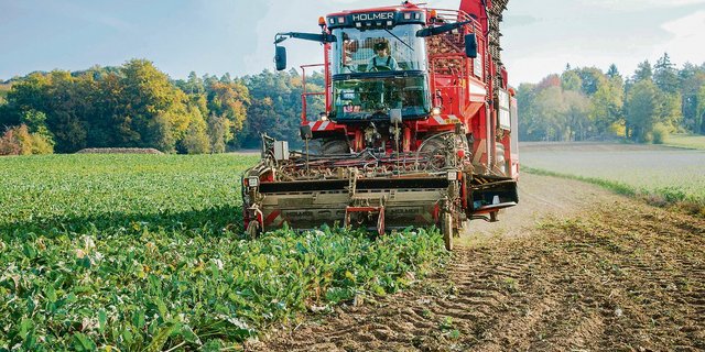 Die Rübenernte steht vor der Türe: In Aarberg BE beginnt die Kampagne am 24. September. In Frauenfeld TG ist der Start der Biorüben am 18. September und bei den konventionellen am 5. Oktober angesagt. Für einige Pflanzer wird es die letzte Saison sein.(Bild ke)