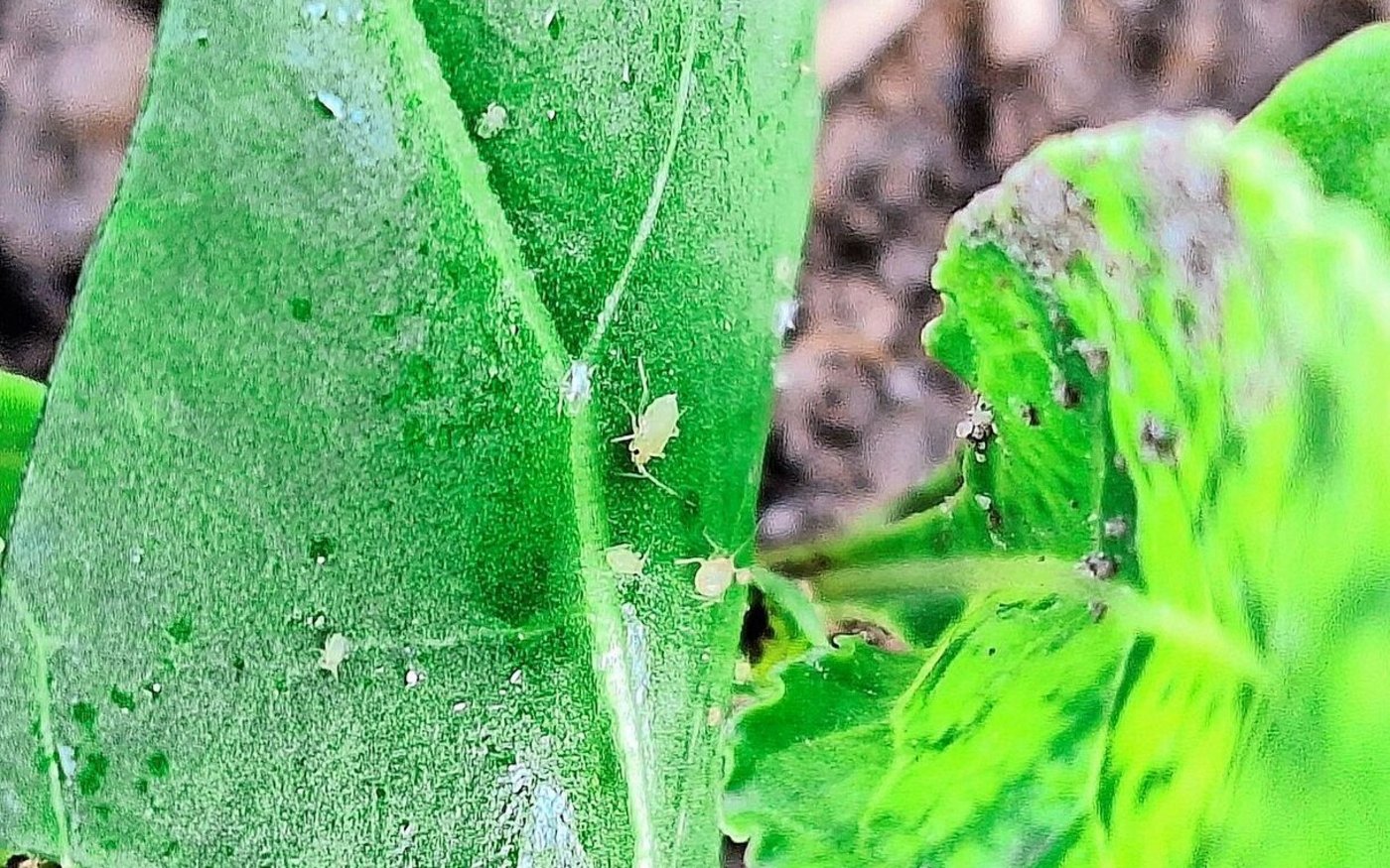In den meisten Kantonen wurde die Bekämpfungsschwelle für die Grüne Pfirsichblattlaus erreicht.