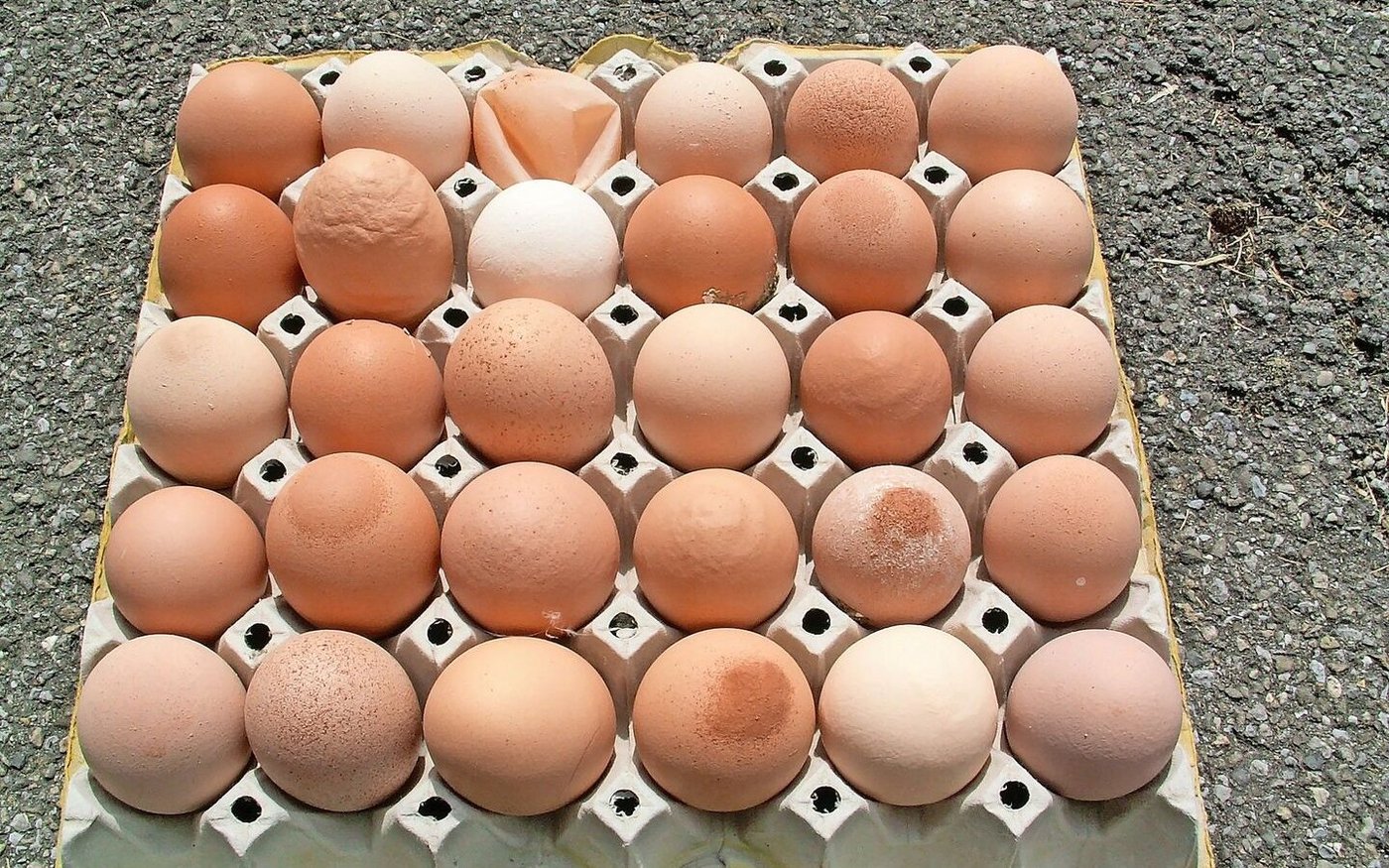 Neben weiteren Faktoren führen auch Infektionen zu Veränderungen der Ei- und Schalenqualität. Typisch für eine infektiöse Bronchitis (IB): Ringe, Furchen, sandähnliche Auflagerungen oder asymmetrische Eiformen.