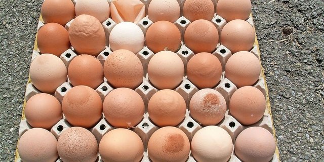 Neben weiteren Faktoren führen auch Infektionen zu Veränderungen der Ei- und Schalenqualität. Typisch für eine infektiöse Bronchitis (IB): Ringe, Furchen, sandähnliche Auflagerungen oder asymmetrische Eiformen.