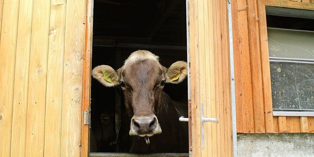 Die Befürchtung, die Bilateralen III könnten EU-Kontrolleure auf Schweizer Betriebe bringen, hält Igas-Geschäftsführer Christof Dietler für «billige Angstmacherei». Auch künftig werde keiner an hiesige Stalltüren klopfen.
