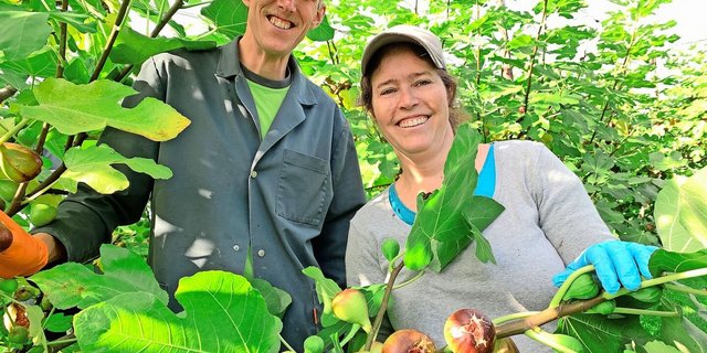 Andrea und Stephan Stocker während der aktuell laufenden Ernte der Feigen von ihren 160 Bäumen in der eingenetzten Anlage in Greppen. 