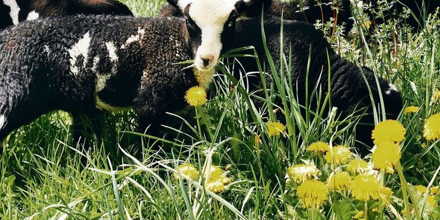 In der Proviande-Preistabelle wurden Änderungen vorgenommen, um der Schlachtung trächtiger Schafe vorzubeugen. So kosten unkastrierte Widder-Weidelämmer neu 50 Franken.