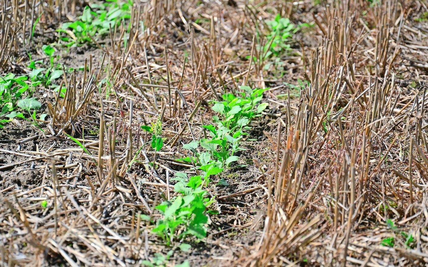 Auch auf der Oberfläche sind die Unterschiede augenfällig.