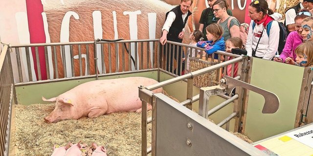 Kritik zum Trotz: Die Schweizer Schweinehaltung darf sich zeigen, so wie hier an der Luga 2023.