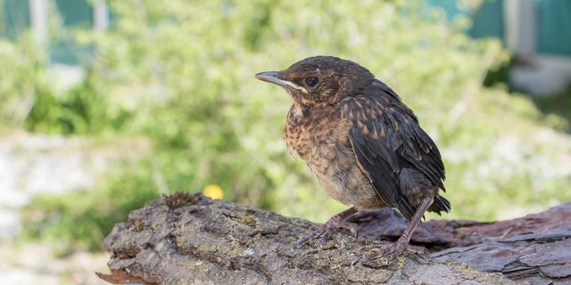 Diese junge Amsel hat bereits das Nest verlassen (Ästling), ist jedoch noch nicht selbstständig. In der Natur würde sie von ihren Eltern weiterhin betreut. (Bild Vogelwarte)