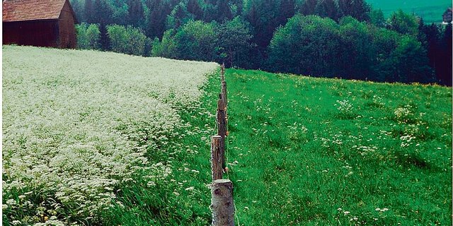 Der massive Unterschied zeigt: Auf der rechten Seite wurde ein Frühlingsweidegang durchgeführt.(Bild W. Dietl)