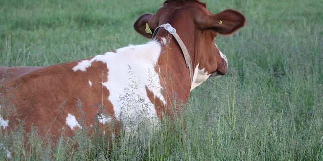 Die Forderungen von BIG-M und Uniterre fanden bei der Delegiertenversammlung kein Gehör. Weder was die Freiwilligkeit der B-Milch betrifft, noch die Vertragsdauer über drei Monate. (Bild BauZ)