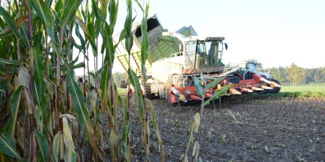 Der Mais in der Zentralschweiz und dem Aargau trotzte der Rekordtrockenheit diesen Sommer erstaunlich gut. (Bilder Josef Scherer)