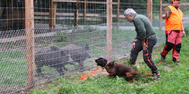 In einer ersten Phase nimmt der Jagdhund am Gatter Witterung mit dem Schwarzwild auf und zeigt dabei typische Jagdeigenschaften. (Bilder Roland Müller)