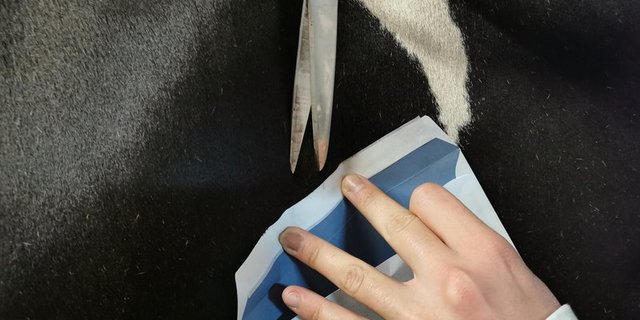 Die beste Stelle für die Haarentnahme ist das seitliche Schulterblatt. Pigmentiertes Haar eignet sich besser. (Bild sb)