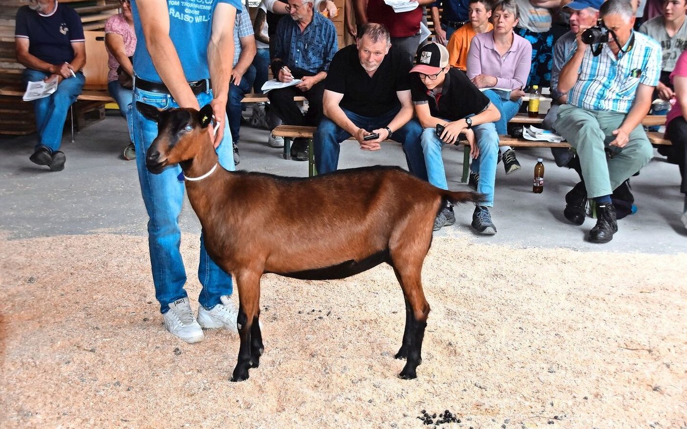 Die Standmann-Tochter Wonderful holte diesen Frühling in Bulle den Junior-Schöneutertitel. Sie galt 2300 Franken.