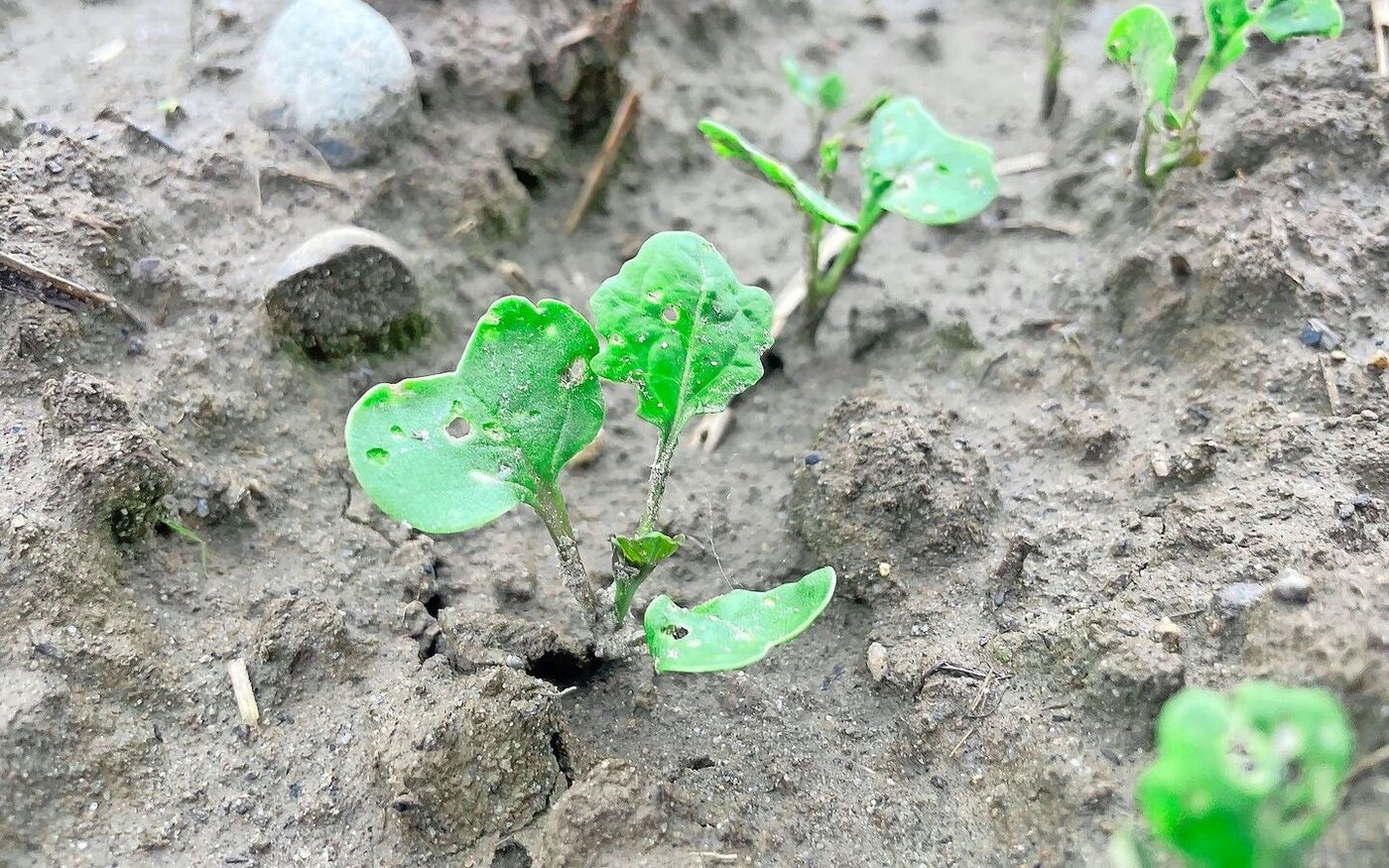 Bestände, die Anfang September gesät wurden, können dem Erdfloh vielleicht noch davonwachsen.