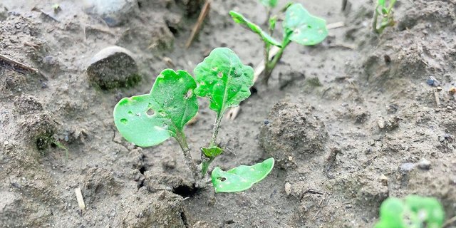 Bestände, die Anfang September gesät wurden, können dem Erdfloh vielleicht noch davonwachsen.