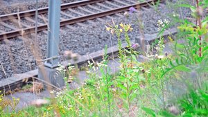 Böschungen gehören zur Bahninfrastruktur. Ihr Unterhalt hat aber auch eine ökologische Bedeutung: einerseits als wertvollen Lebensraum und für die Vernetzung, andererseits gegen die Verbreitung invasiver Neophyten.