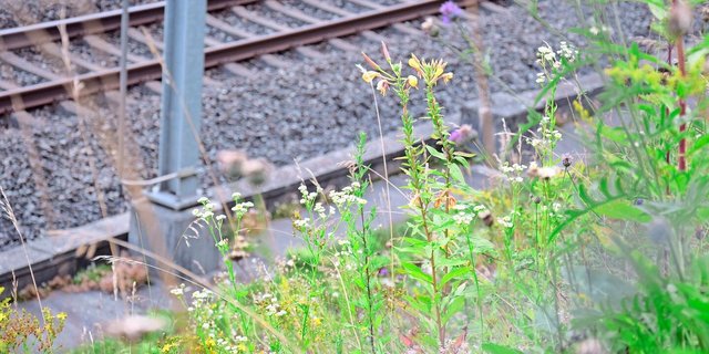Böschungen gehören zur Bahninfrastruktur. Ihr Unterhalt hat aber auch eine ökologische Bedeutung: einerseits als wertvollen Lebensraum und für die Vernetzung, andererseits gegen die Verbreitung invasiver Neophyten.