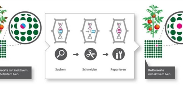 Mit Crispr-Cas lassen sich Gene punktgenau aus Organismen herausscheiden. Die Methode ermöglicht, widerstandsfähige Sorten zu erhalten. (Grafik transgen.de) 