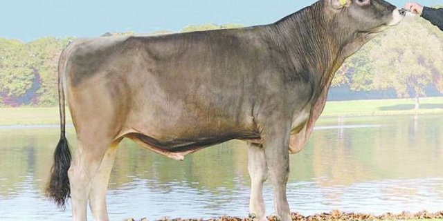 Der Anibal-Sohn Fact macht mittelgrosse Töchter mit starken Eutern. (Bild KeLeKi)