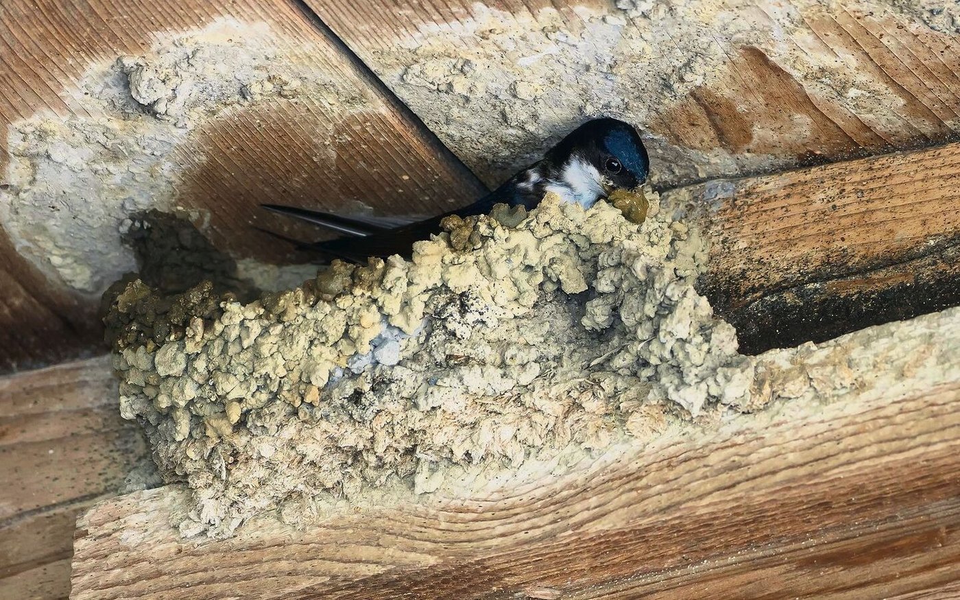 Mehlschwalben gelten als potenziell gefährdete Art. Ihre Nester sind sehr aufwendig aus Hunderten Erdklümpchen gebaut und werden von den Vögeln daher jedes Jahr wieder genutzt.