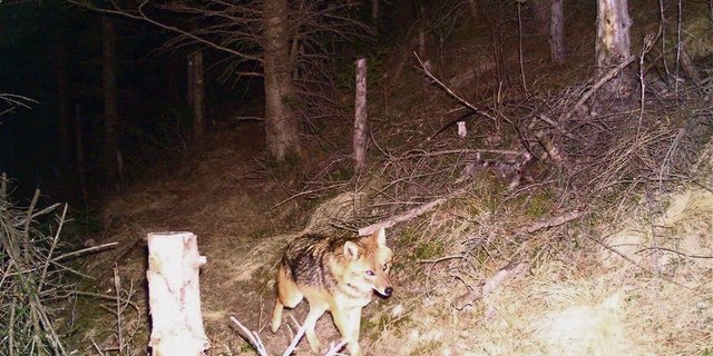Dieser Goldschakal tappte am 27. Dezember 2015 in eine Fotofalle in der Bündner Surselva.