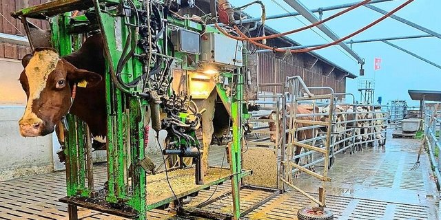 Für die Tiere ist das Klauenschneiden nicht angenehm, sondern mit Stress verbunden. Trotzdem muss die Prozedur sein. 