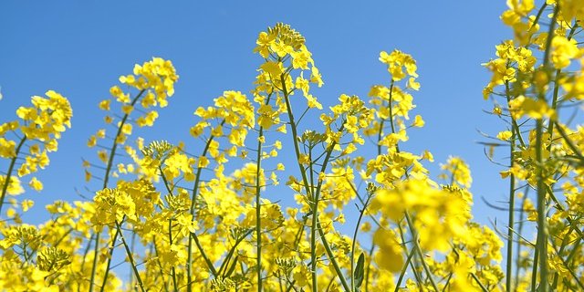 Die Preise für Presskuchen veränderten sich nicht im Vergleich zu 2018. (Bild Pixabay)