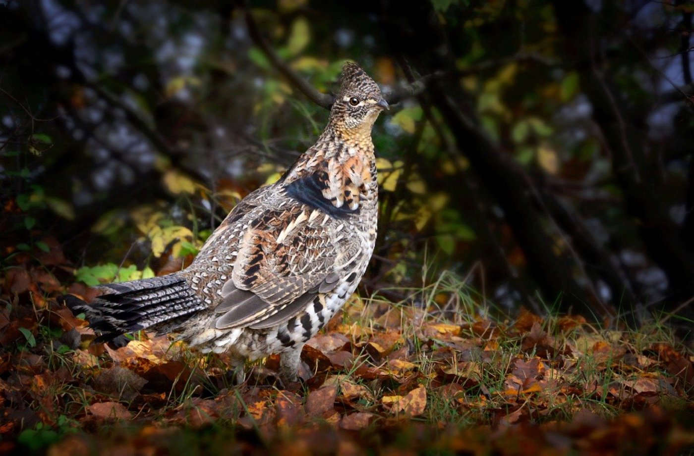 Das Auerhuhn stellt grosse Anforderungen an seine Umgebung und den Lebensraum. (Bild Alain Audet/Pixabay)