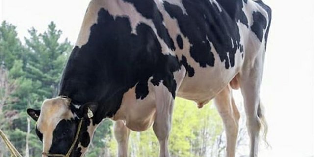 Walnutlawn Solomon, der Doorman-Sohn begeistert mit seinen Töchtern in Amerika.