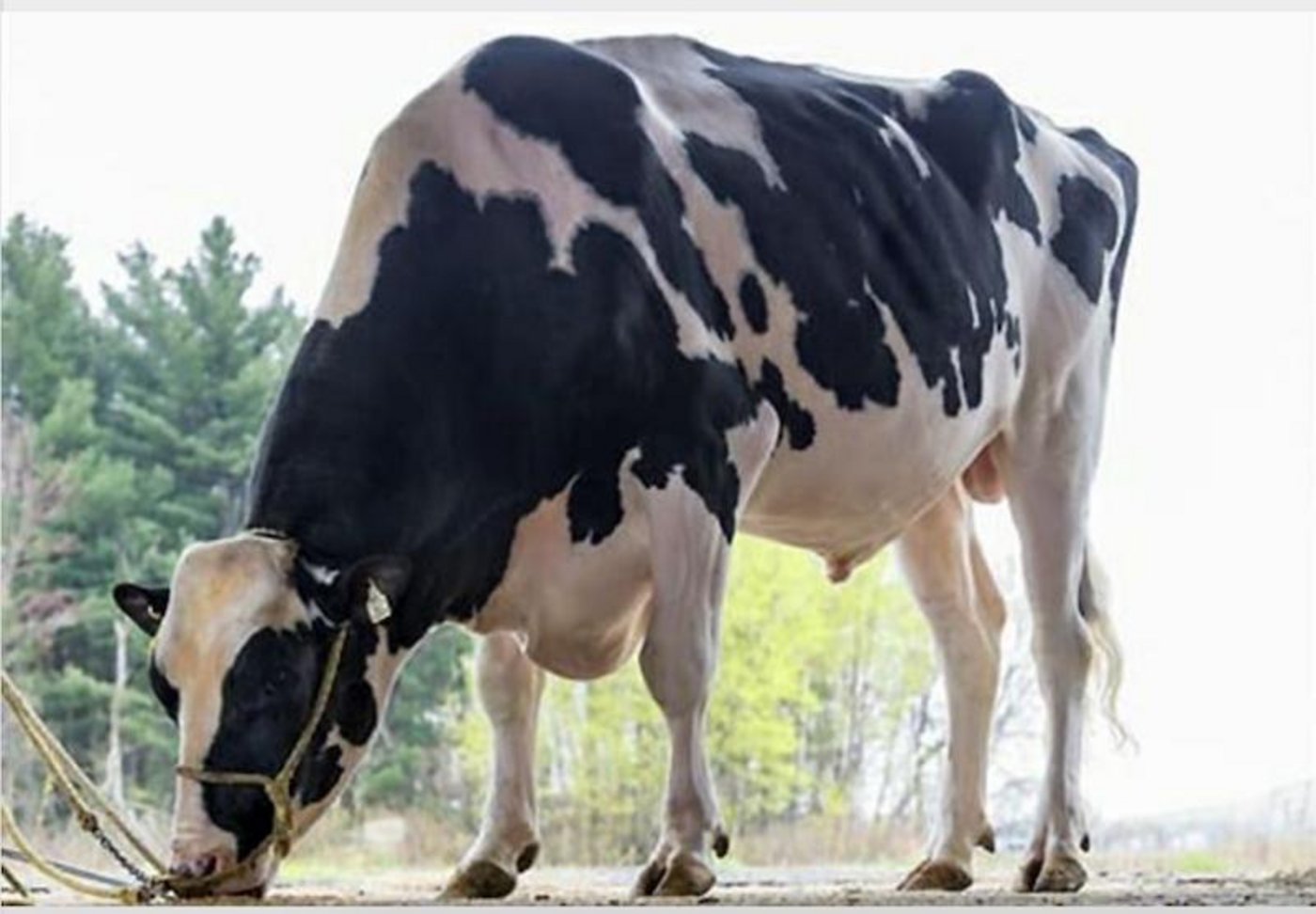 Walnutlawn Solomon, der Doorman-Sohn begeistert mit seinen Töchtern in Amerika.