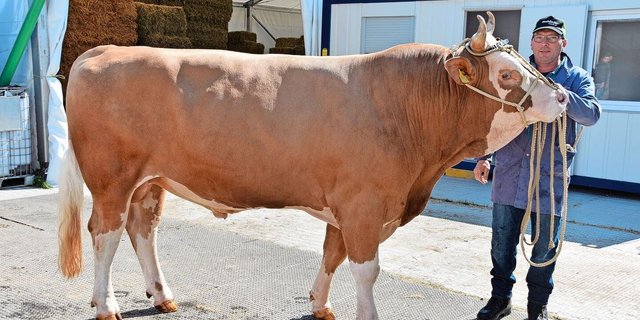 Eine Augenweide: der Simmentalerstier Lindor Milton von Daniel Salzmann, Junkern, Eggiwil. Der formschöne Stier wird im Oktober drei Jahre alt.