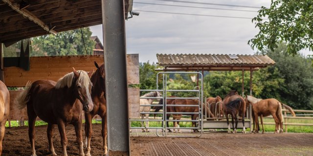 Familie Anderhub betreibt einen Pensionsstall mit 24 Pferden. Bild: Pia Neuenschwander