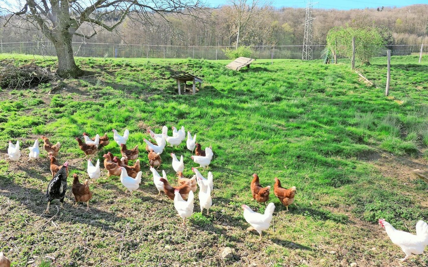 Die Legehennen auf dem Weidhof erfreuen sich am grosszügigen Auslauf mit zahlreichen Unterschlupfmöglichkeiten.