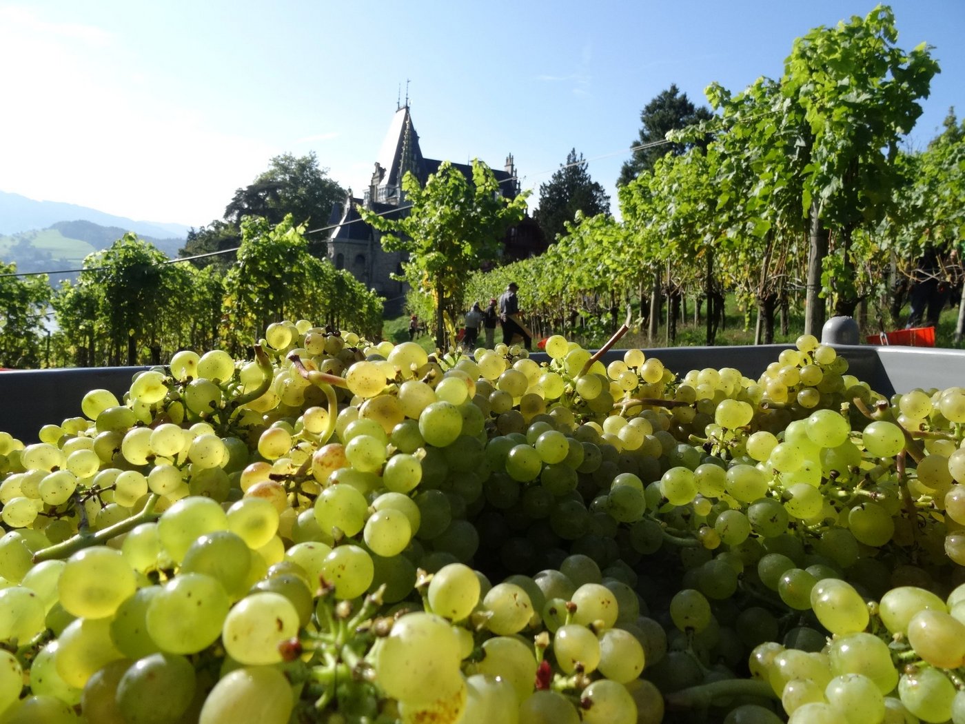 Die Schaffhauser Rebflächen müssen seit Anfang Jahr im Lagis erfasst werden. (Symboldbild js)