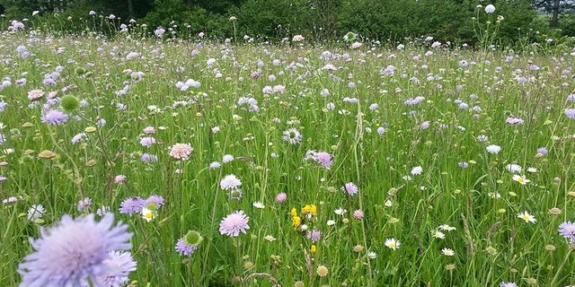 Das ist zwar eine Fettwiese, sie ist aber arten- und blütenreich und der häufigste naturnahe Lebensraumtyp im zentralen Mittelland. (Bild Roman Graf / Vogelwarte)