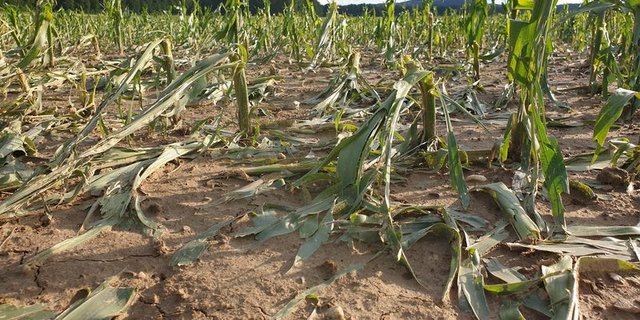 Gemüse- und Ackerkulturen haben beim jüngsten Hagelunwetter Anfang Woche grossen Schaden genommen. (Bild ji)