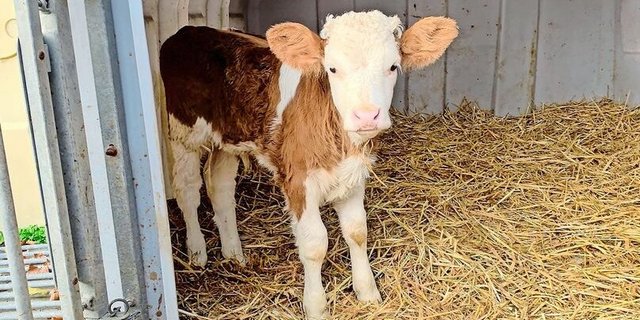 Kälber sind anfällig gegenüber Krankheiten.   