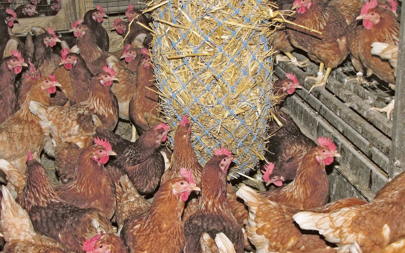 Wenn Probleme mit Bepicken auftreten, sind unbedingt die Beschäftigungsmaterialien zu erneuern oder noch besser zusätzliches Material anzubieten. 