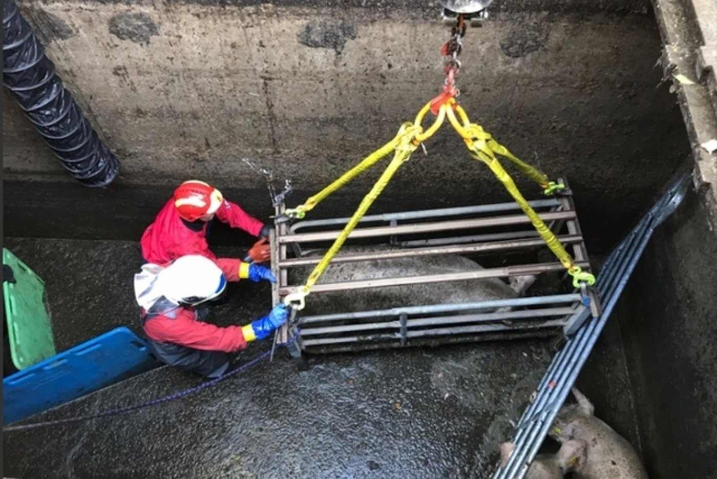 Die Schweine konnten dank einer speziellen Ausrüstung der Berufsfeuerwehr Bern gerettet werden. (Bild zVg)