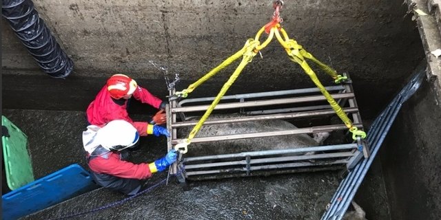 Die Schweine konnten dank einer speziellen Ausrüstung der Berufsfeuerwehr Bern gerettet werden. (Bild zVg)