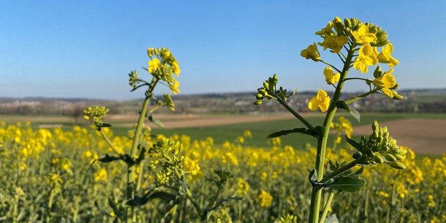 Die neue Sorte Picasso ist gut gegen Phoma resistent. (Bild Nicole Geiser)