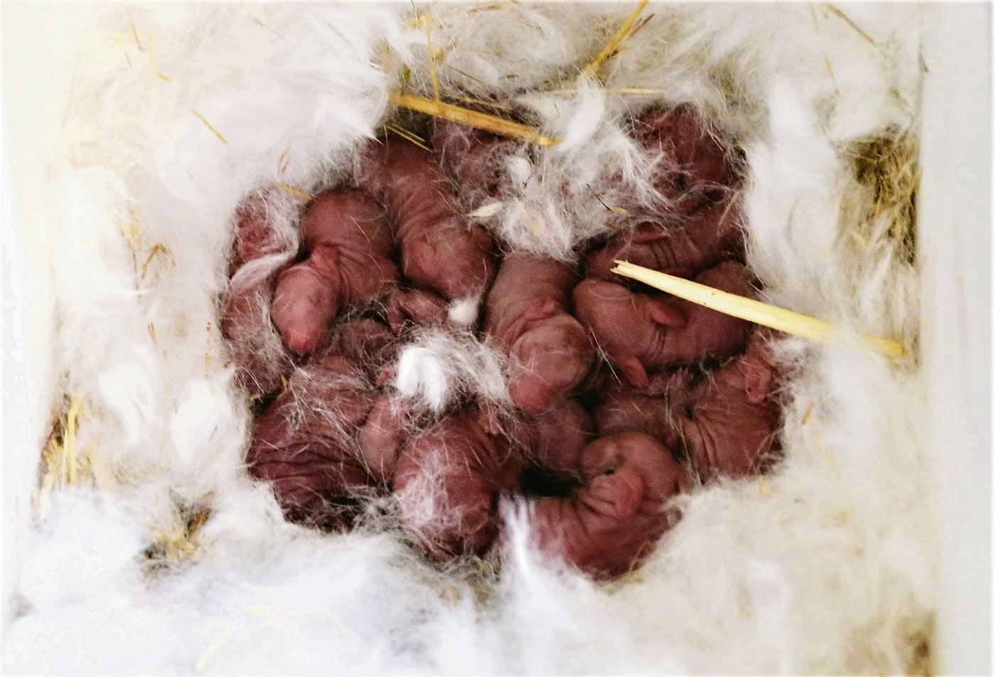 Ein Wurf der Rasse Zika.(Bild Reto Betschart)