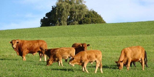Die Weidehaltung ist laut Mutterkuh Schweiz ein wichtiges Differenzierungsmerkmal der Schweizer Landwirtschaft gegenüber dem Ausland bezüglich Tierwohl. (Bild Mutterkuh Schweiz)