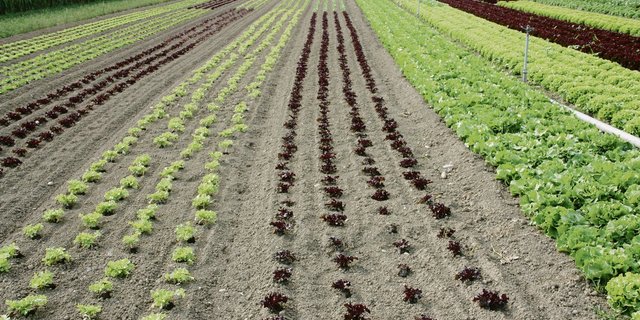 Mit einem Projekt zur Regionalen Entwicklung will der Kanton Freiburg im Seeland die Bioproduktion stärken und über den Tourismus auch bekannter machen. (Bild aw)