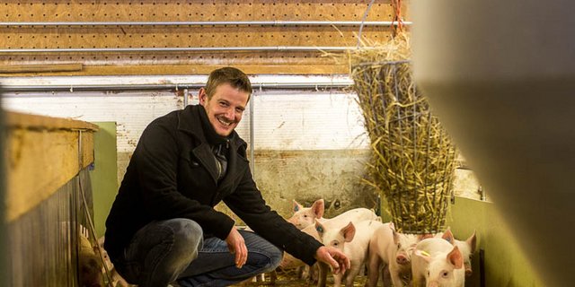 Thomas Bühler bei einigen seiner rund 700 Ferkel. Der Landwirt kann sich nicht vorstellen, ausserhalb eines Label-Programms Fleisch zu produzieren. (Bilder hja)