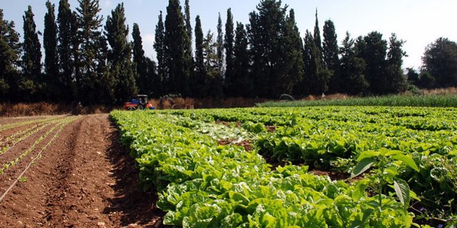 Die Weltlandwirtschaft kann ihre Produktivität vermutlich in den nächsten Jahren stärker steigern, als die Nachfrage zunimmt. (Bild https://www.flickr.com/photos/86083886@N02/)
