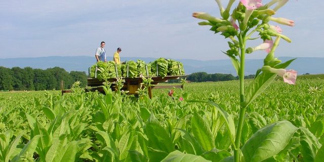 Die Zahl der Tabakpflanzer geht seit Jahren langsam aber stetig zurück. (Bild BauZ)