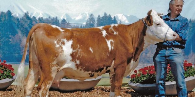 Andreas Schneider aus Walkringen durfte sein Rösli 2013 an der BEA in der Dauerausstellung zeigen. (Bild Esra-Fot)