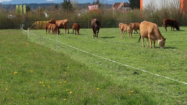 Futter mit Hirtentäschchen,  Scharfem Hahnenfuss und Weicher Trespe wird beim schönen Wetter vorgemäht und einen Tag später von den Tieren fein säuberlich gefressen. (Bild Herbert Schmid)