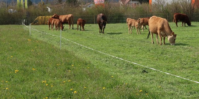 Futter mit Hirtentäschchen,  Scharfem Hahnenfuss und Weicher Trespe wird beim schönen Wetter vorgemäht und einen Tag später von den Tieren fein säuberlich gefressen. (Bild Herbert Schmid)